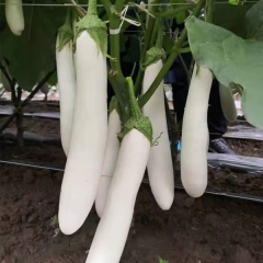 Long White eggplant seeds 1kg