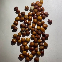 Cajanus cajan seeds 1kg