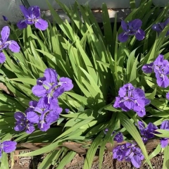 Blue Iris tectorum seeds 1kg