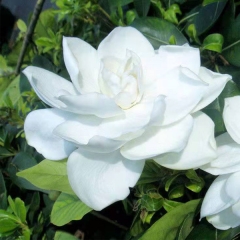 gardenia seeds 1kg