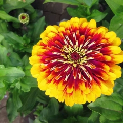 gradual change color Zinnia seeds 1kg