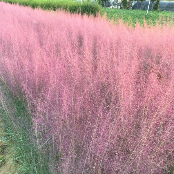 Beautiful Muhlenbergia capillaris flower