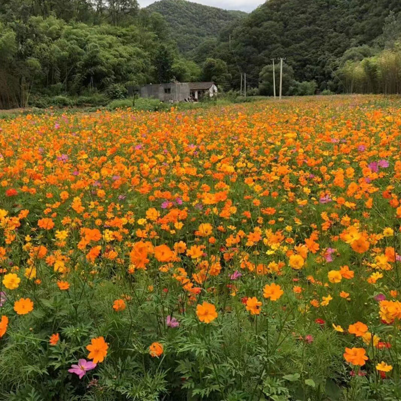 Mix wild flower seeds