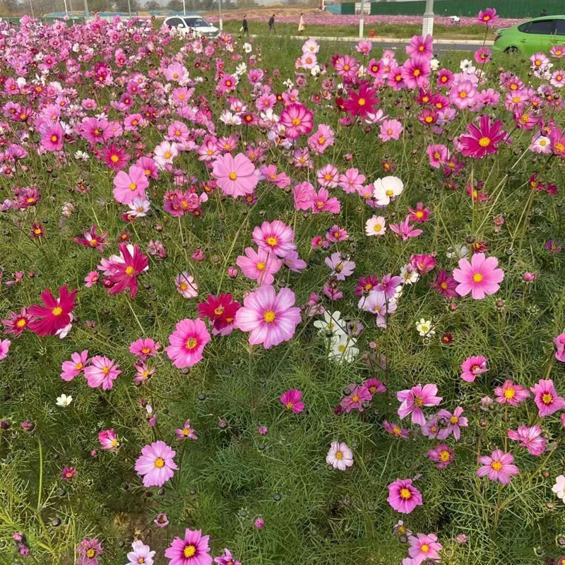 Southern type mix wild flower