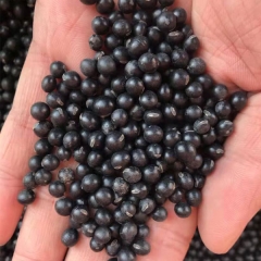 Black bean sprouting seeds 1kg