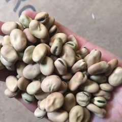 Broad bean sprouting seeds 1kg