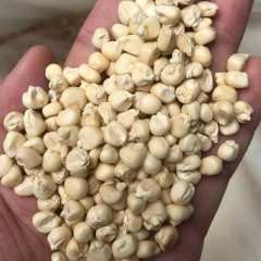Corn sprouting seeds 1kg