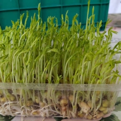 Pine willow sprouting seeds 1kg