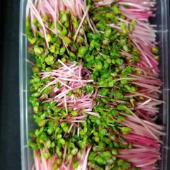 Red radish sprouting seeds 1kg