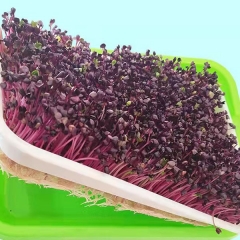 Purple radish sprouting seeds 1kg