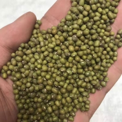 Mung bean sprouting seeds 1kg