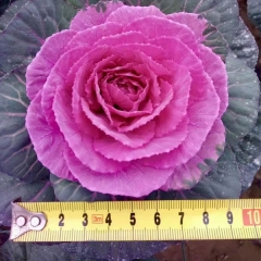 Brassica oleracea seeds/Curly kale seeds 1000seeds/bag