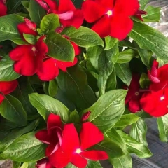 Hybrid vinca seeds/Catharanthus roseus seeds 1kg