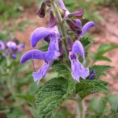 Salvia miltiorrhiza seeds 1kg