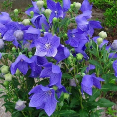 Platycodon grandiflorus seeds 1kg