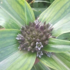 Gentiana macrophylla seeds 1kg