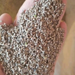 Polygala tenuifolia seeds 1kg