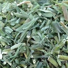 Bupleurum chinense seeds 1kg