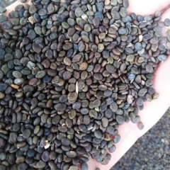 Astragalus membranaceus seeds 1kg