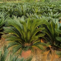 Cycas seeds 1kg