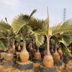 Bottle palm seeds