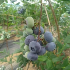 Touchhealthy Supply Blueberry Seedlings