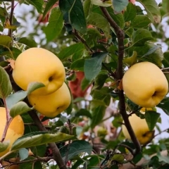 Touchhealthy Supply Golden Apple Seedlings/Venus Apple Roots