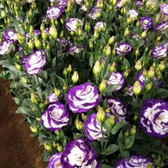 Touchhealthy Supply Eustoma Grandiflorum Seedling/Lisianthus Seedling