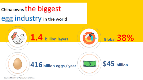 egg industry data