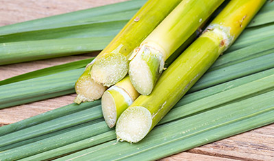 How to use up a sugarcane: Bagasse pulp turn into pulp molding, the market is in short supply