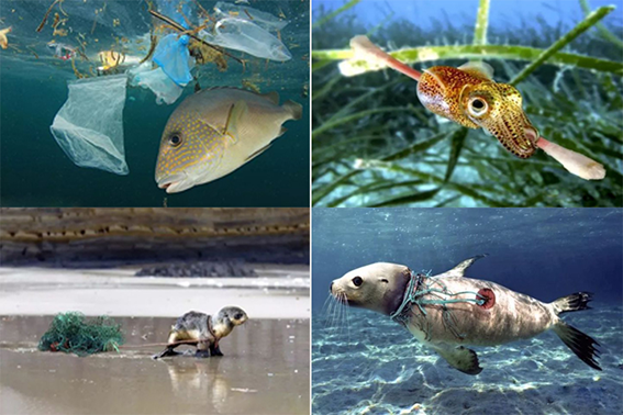 ocean plastic pollution 