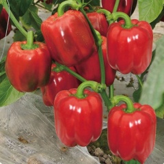 High Grade High Disease Resistance F1 Red Sweet Pepper Seeds-Noble Lord