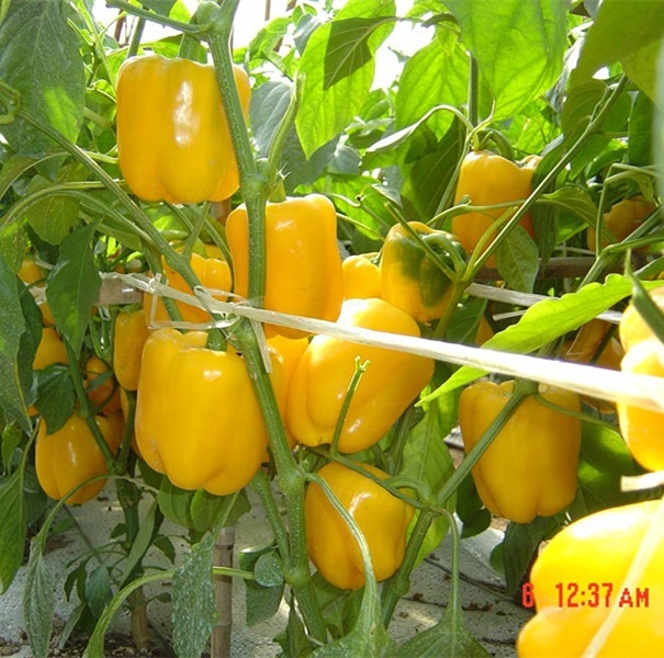 High Yield Green And Yellow Sweet Pepper Seeds For Planting-The Queen