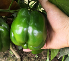 Grow Best High Yield F1 Sweet Pepper Seeds-Spring Dawn