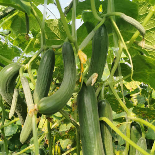 High temperature resistance F1 Fruit cucumber seeds-Hot King No.3