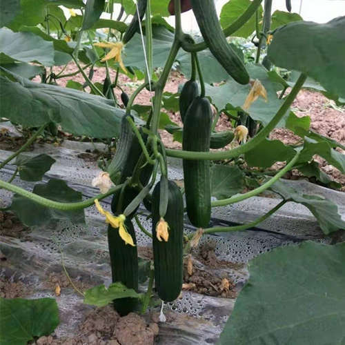 High temperature resistance F1 Fruit cucumber seeds-Hot King No.3