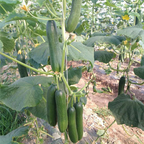 High temperature resistance F1 Fruit cucumber seeds-Hot King No.3