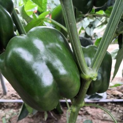 Grow Best High Yield F1 Sweet Pepper Seeds-New Sweet No.1