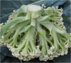 Cauliflower seeds- Snowflake 85