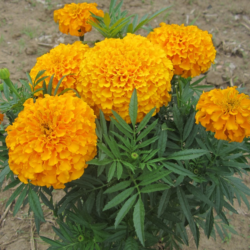 Factory Dwarf F1 Marigold Seeds For Sowing-Feng Shen