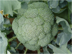 Chinese High Disease Resistance F1 Broccoli Seeds-Green Jade 66 Days