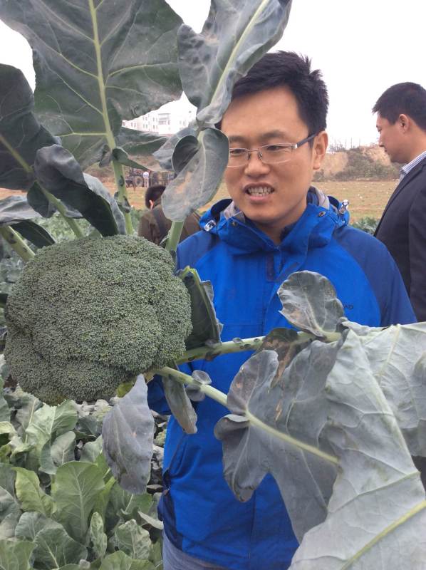 Chinese High Disease Resistance F1 Broccoli Seeds-Green Jade 66 Days