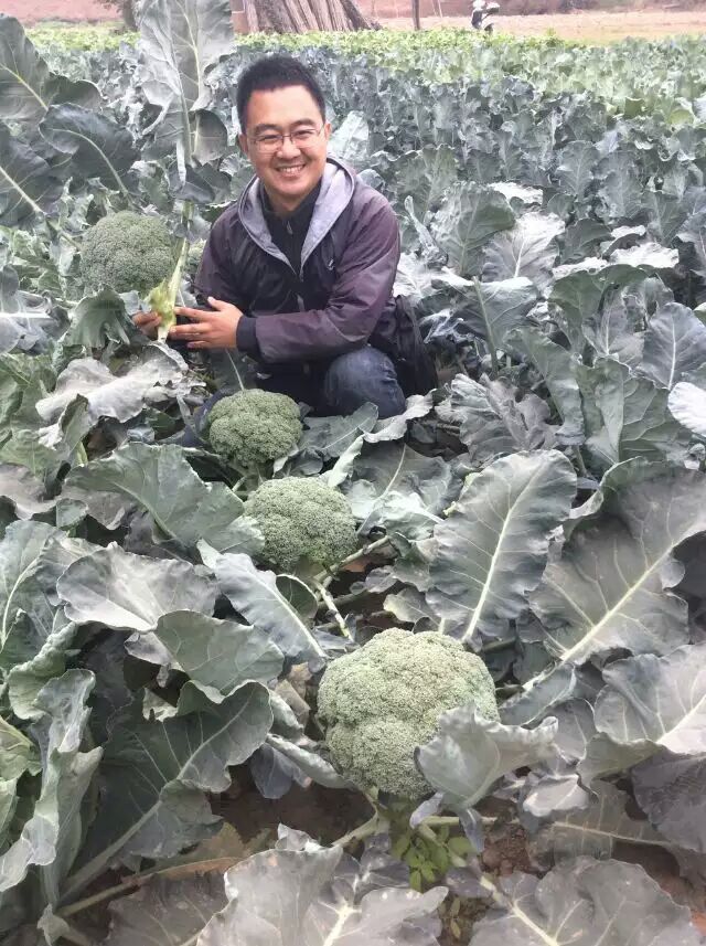 Chinese High Disease Resistance F1 Broccoli Seeds-Green Jade 66 Days