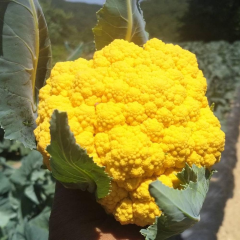 Yellow Cauliflower seeds For Cultivation-Gold Crystal