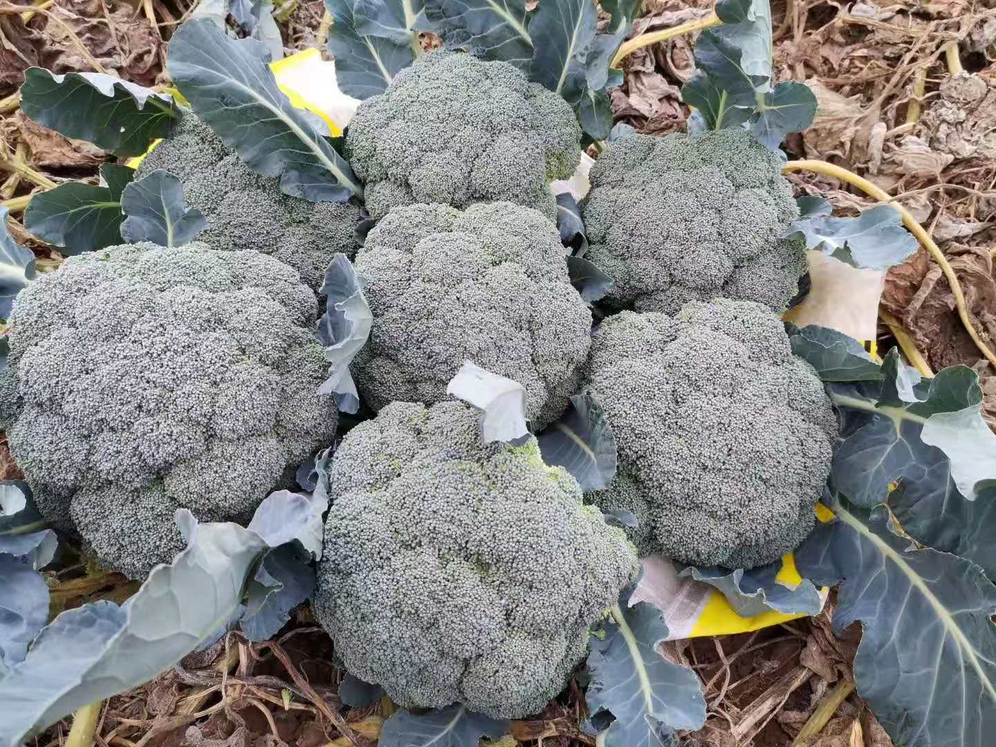 High Disease Resistance F1 Broccoli Seeds-Green Jade 80 Days