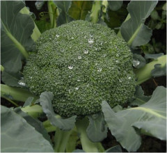 High Disease Resistance F1 Broccoli Seeds-Green Jade 80 Days