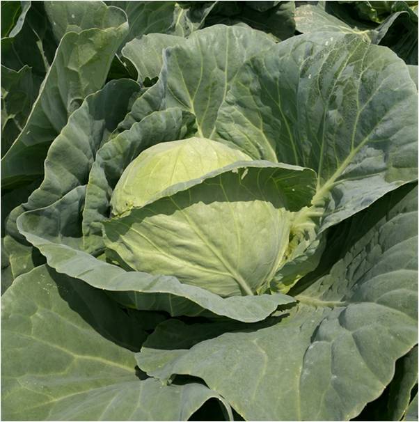 F1 Cabbage Seeds-Iron Head 50