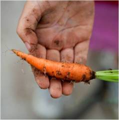 Mini Orange Carrot seeds-Small Sweet Crisp