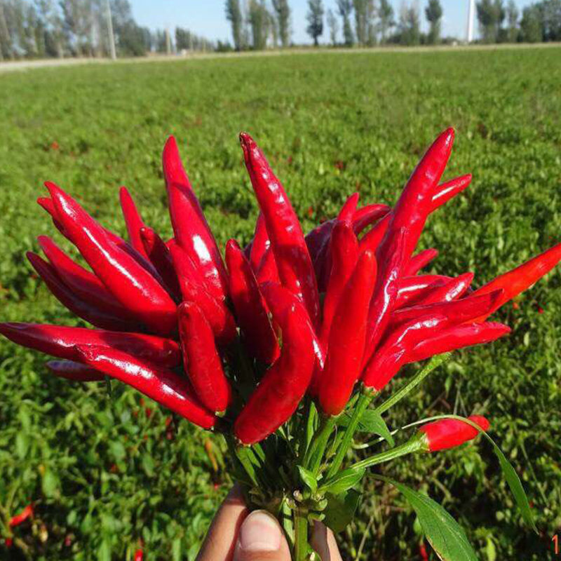 F1 Red Cluster Pepper Chilli Seeds Vegetable Seeds For Growing-Sky King Star No.3