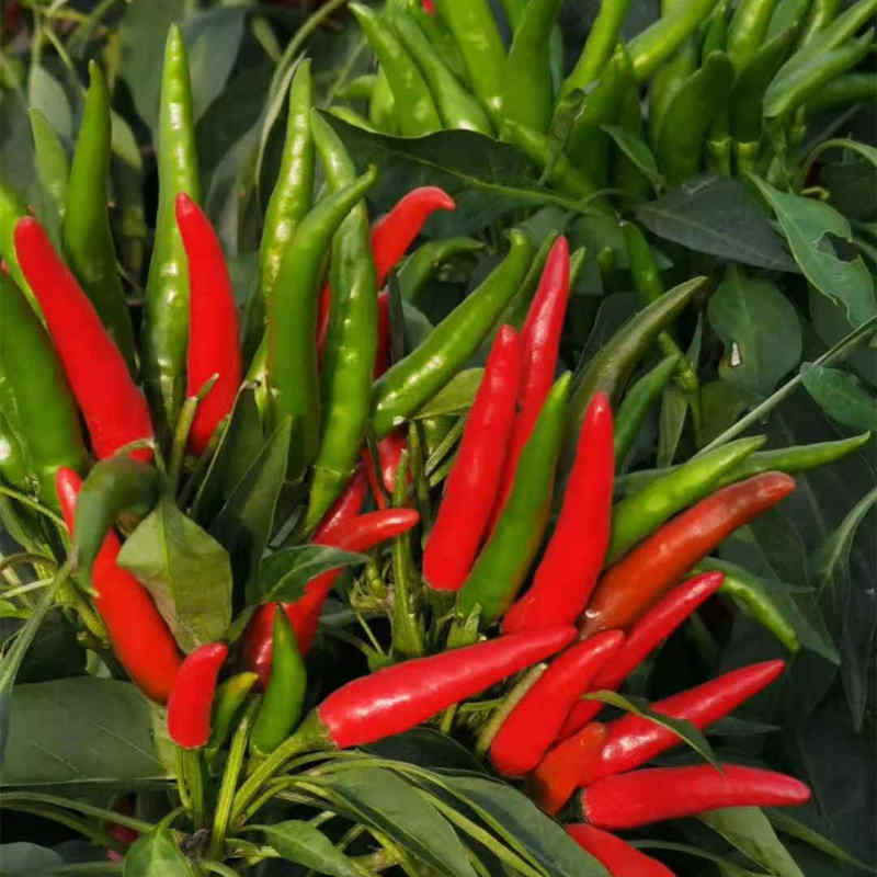 F1 Red Cluster Pepper Chilli Seeds Vegetable Seeds For Growing-Korean Rice Chilli King